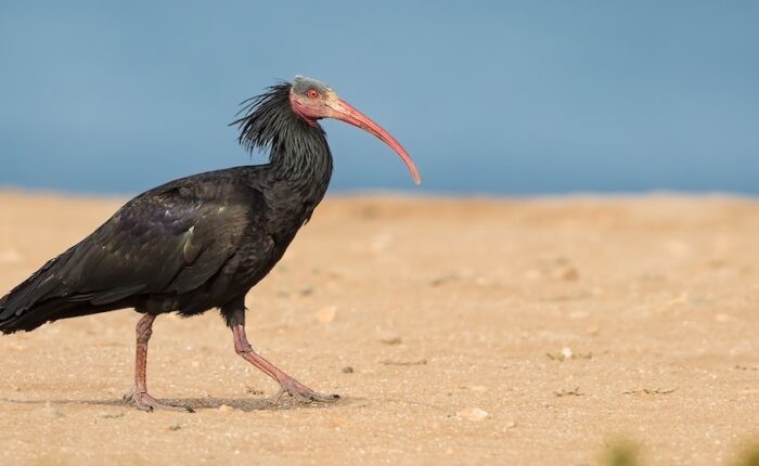 6 Day Marrakech To Desert Birding Tour