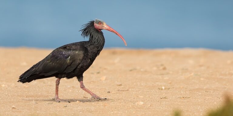 6 Day Marrakech To Desert Birding Tour